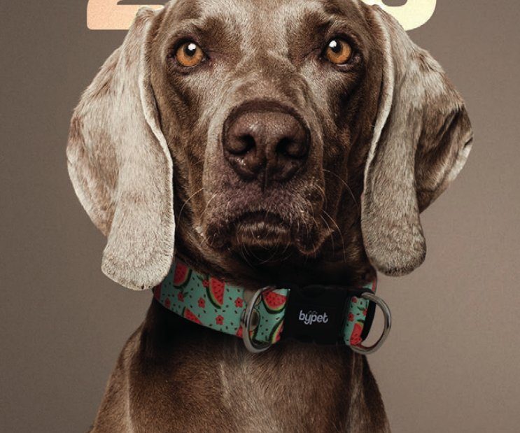 Perro con collar bypet